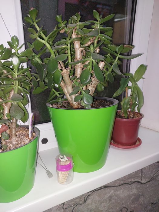 Денежное дерево (толстянка), рео построен.