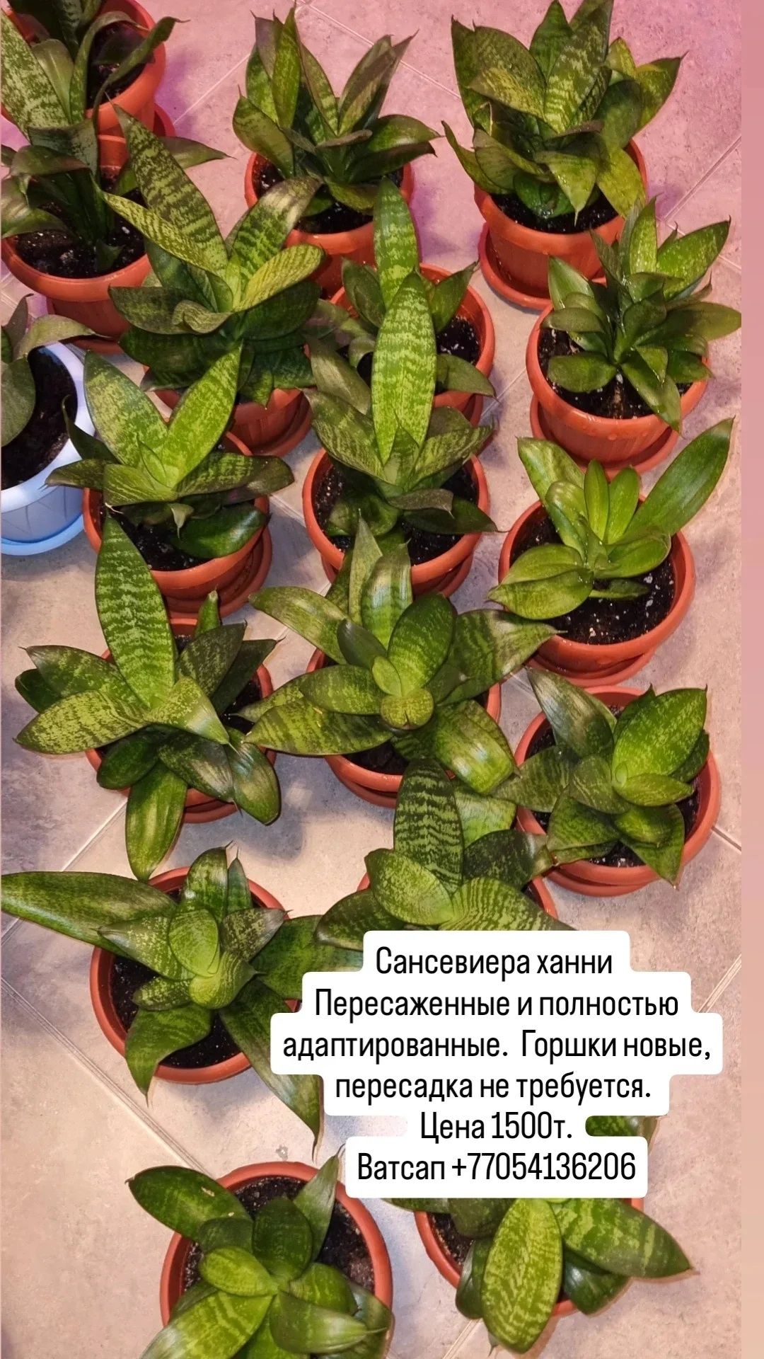 Фикусы разные , юкка и диффенбахия.Цветы для дома и офиса