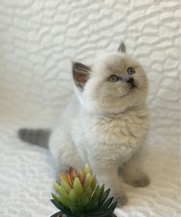 Британские Котята.