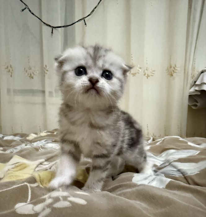 Котята скотиш фолд и скотиш страйт
