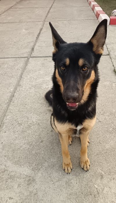 Dresaj caini la domiciliu