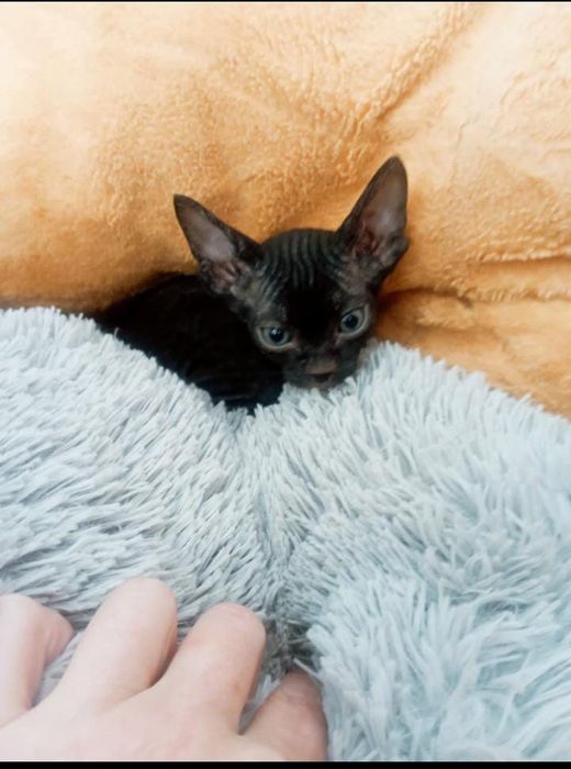 Отдам котов в хорошие руки