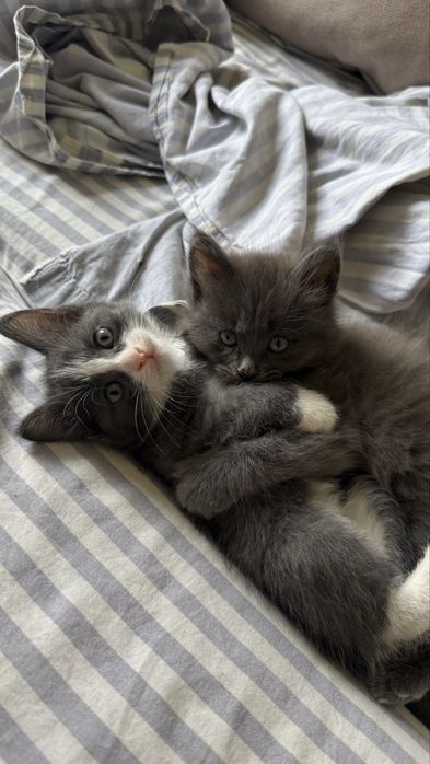 Отдам котят в добрые руки