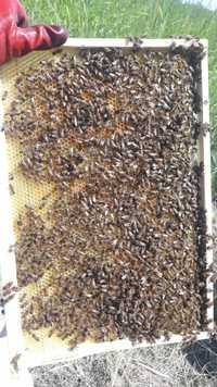 Продам рамки ДАДАН для пчёл
