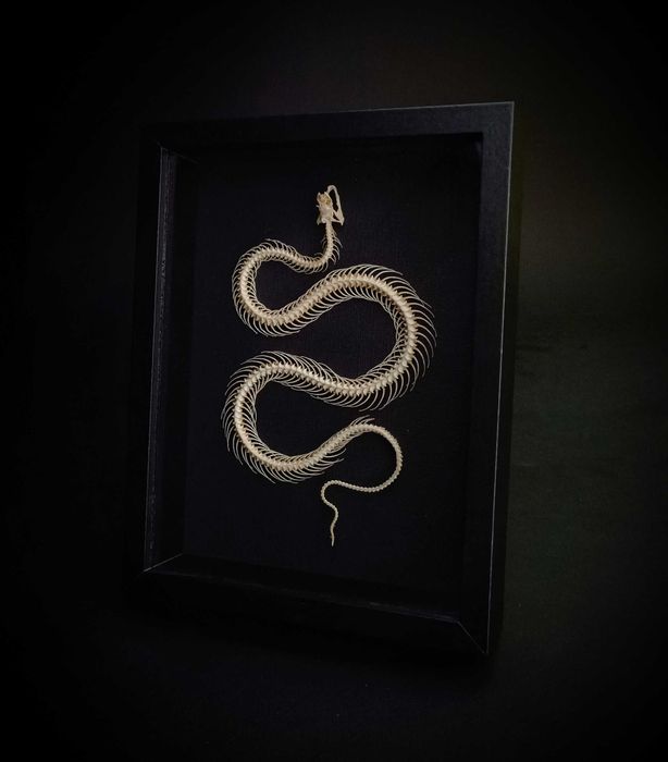 Препарирани насекоми-Богомолка, Пръчица, Цикада, Водни кончета и други