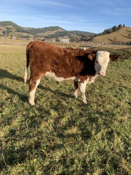 Vitele baltate romanesti de vanzare