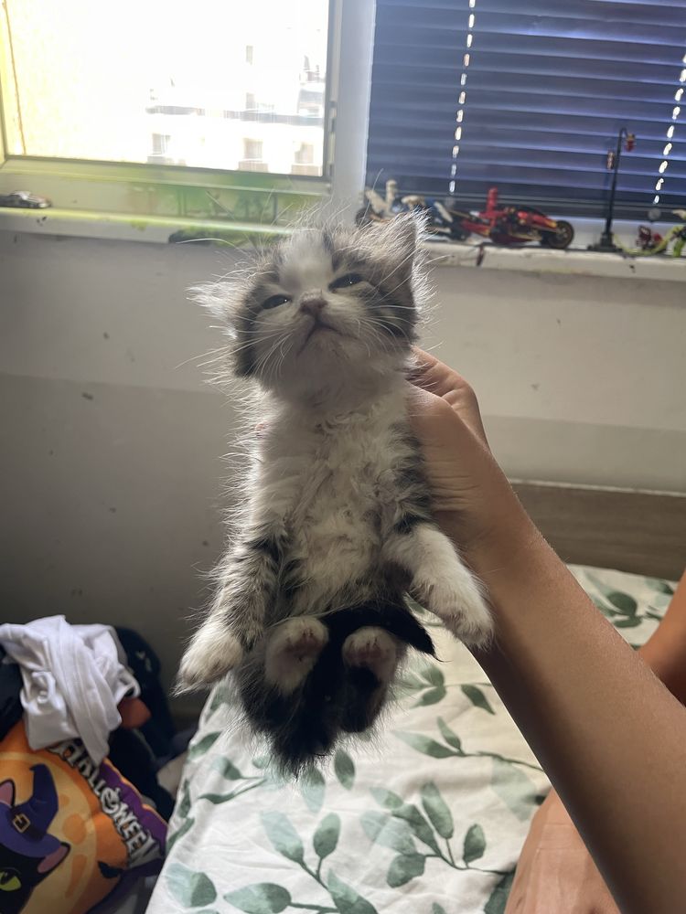 Котета-бебенца подсрявам