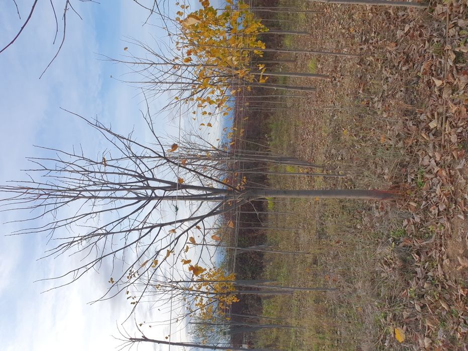 Mesteacăn alb/ Tei / Platani/Paltin /Frasin Stejar/Artarde la 2 la 5m