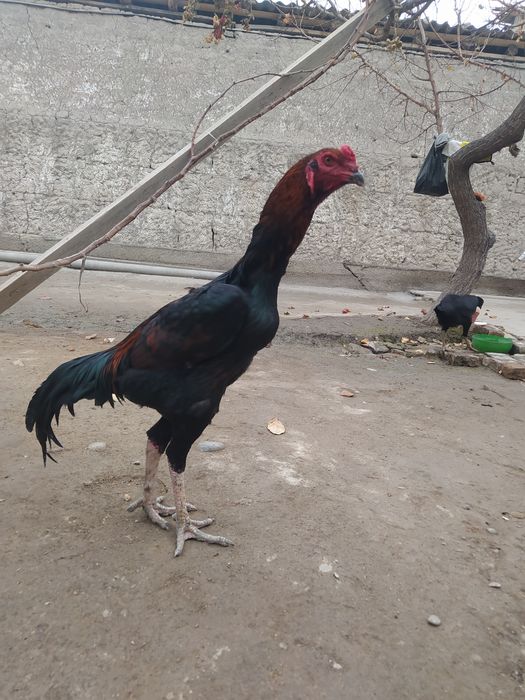 Dakang horoz sotladi