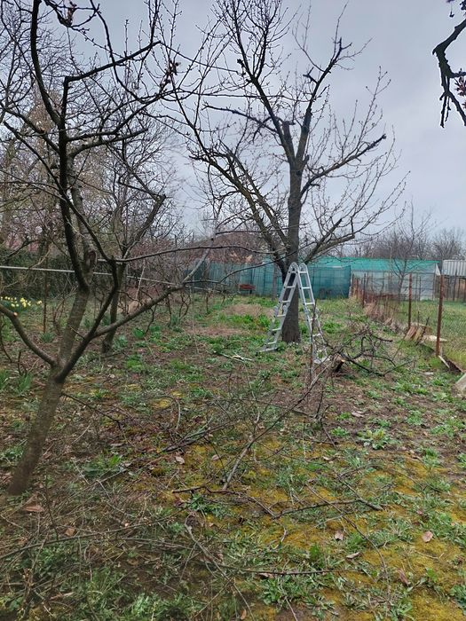 Servicii Profesionale Grădină: Defrișare, Tăiere Pomi, Gazon!