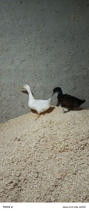 Yaponcha xurozcha Ōrdak