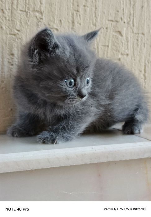 Котята британцы  и шотландцы