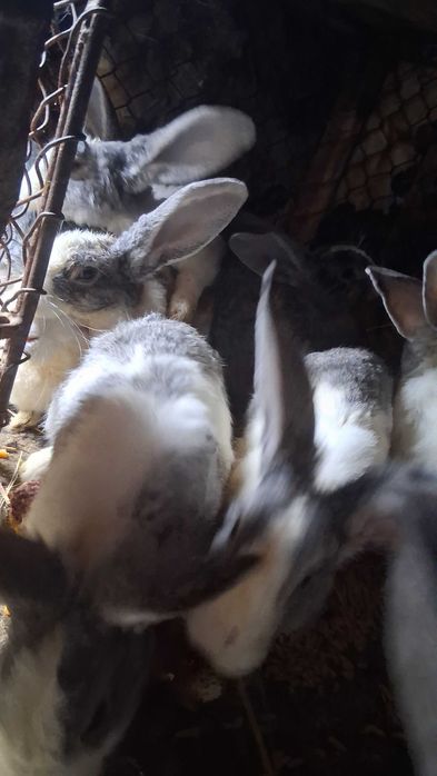 Iepurasi de  vanzare