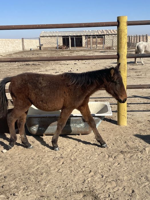 Еркек жабағылар сатылады