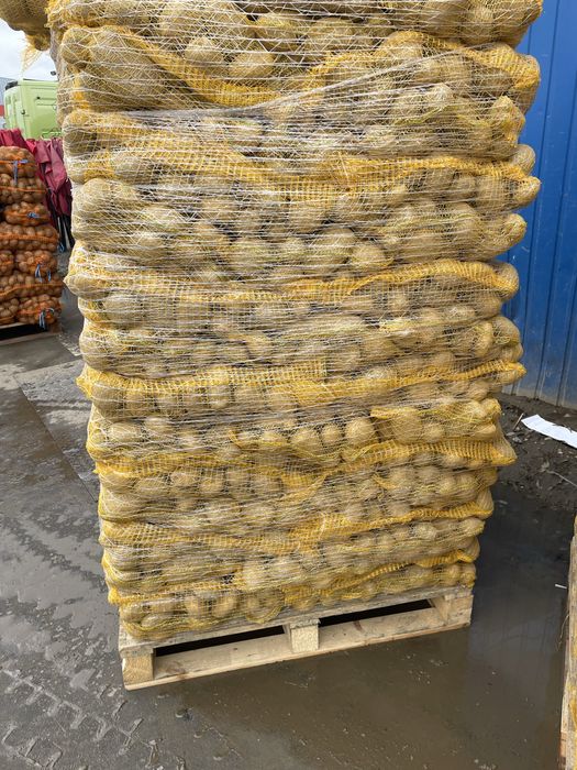 Ceapa , Cartof alb -rosu , morcovi , varza