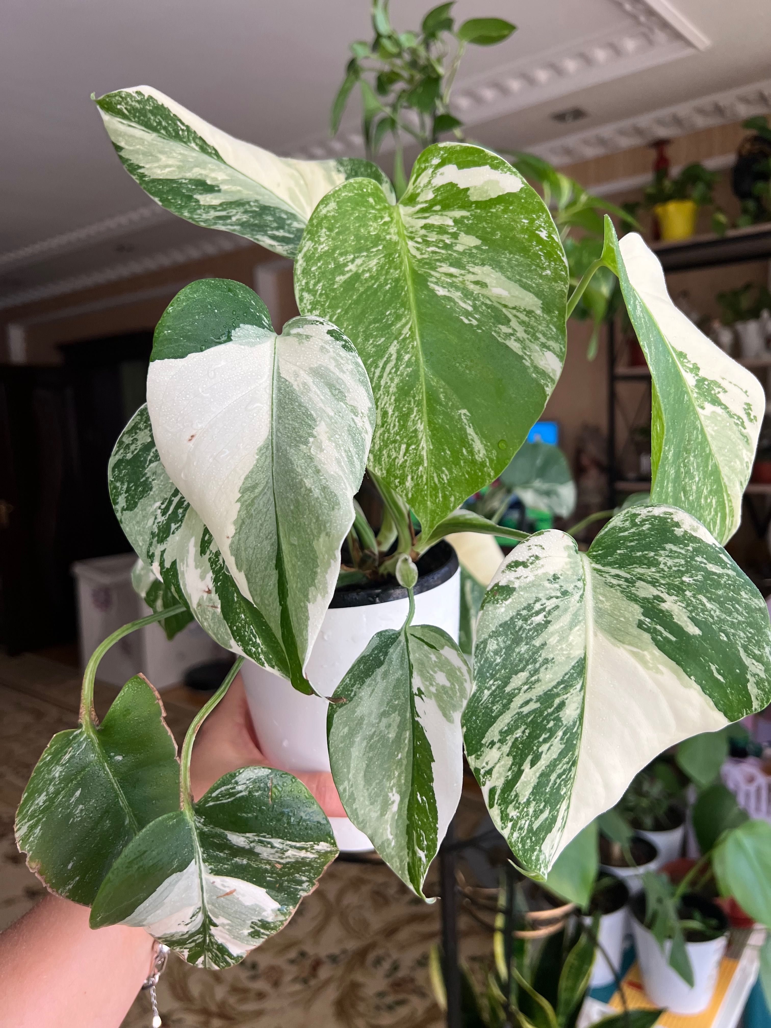 Продам растение Monstera Albo