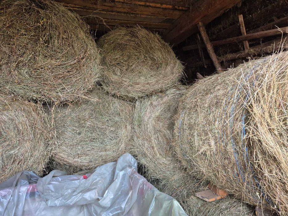 Baloți de fan - baloti de lucerna productie 2025