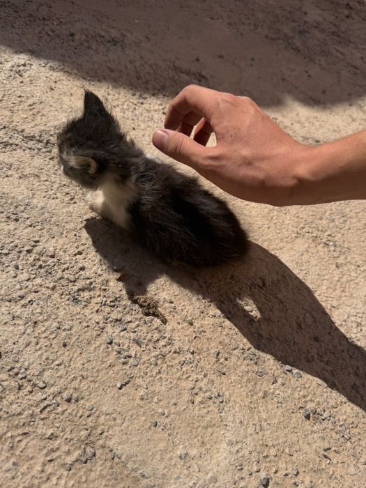 Котята в добрые руки!
