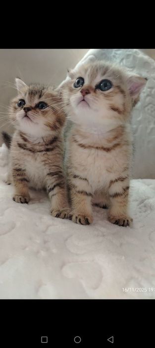 Fold tigroviy  shinshila