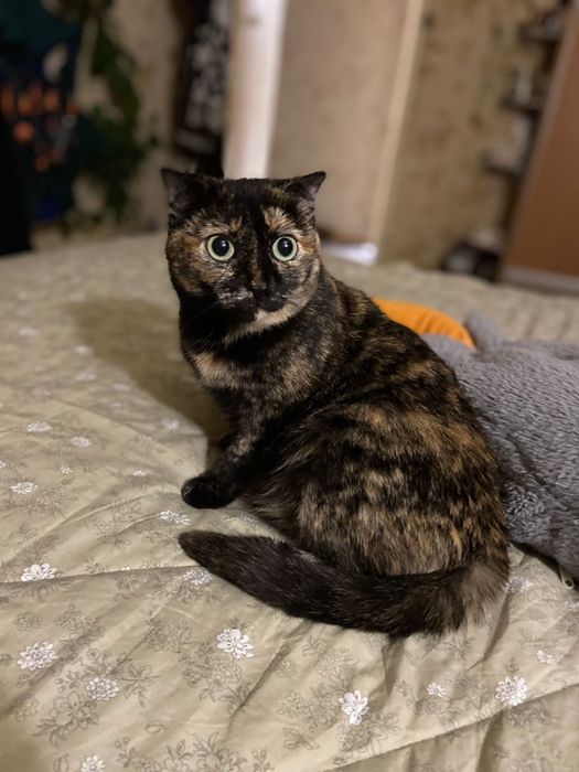 Отдам в добрые заботливые руки