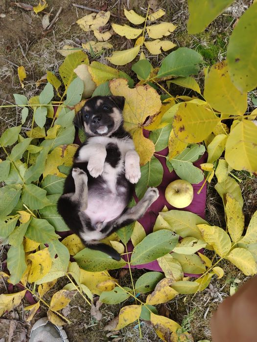 Pui de câine metis spre adopție