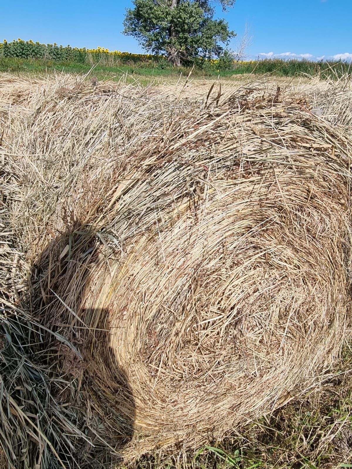 Продаётся сено Тюк 9000тнг