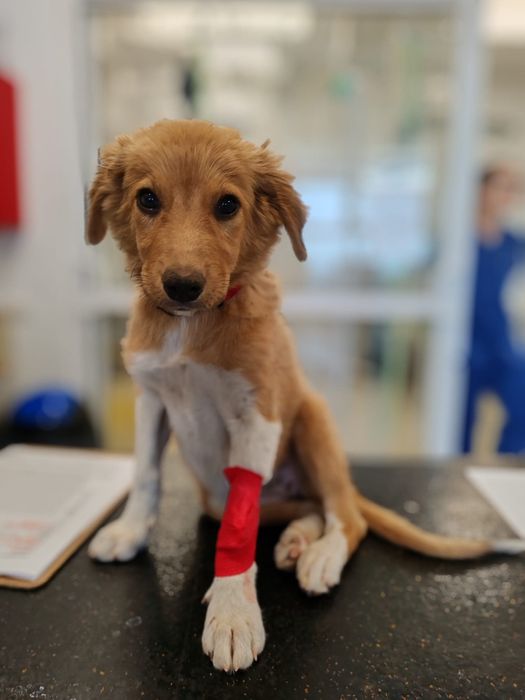 Cățelușă tânără caută adopție