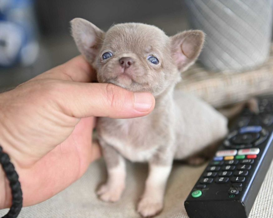 Женско миниатюрно чихуахуа лилаво