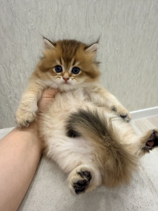 На продаже чистакровный британский золатый шиншиллы