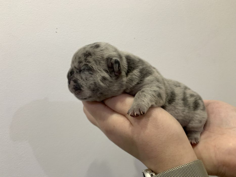 Френски Булдог French Bulldog Blue