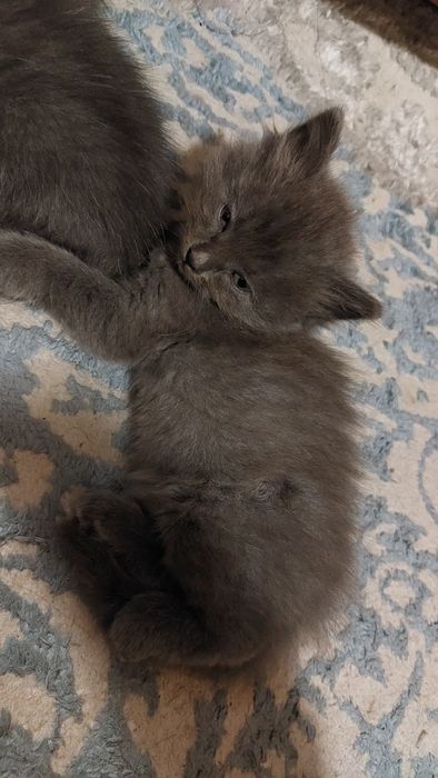 котёнок девочка 2 месяца