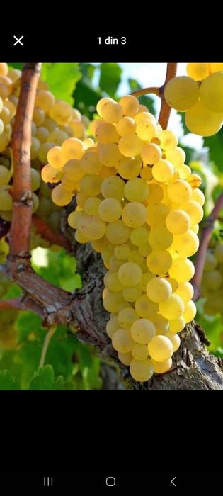 „Struguri de vin 2025 – livrare rapidă în toată țara”