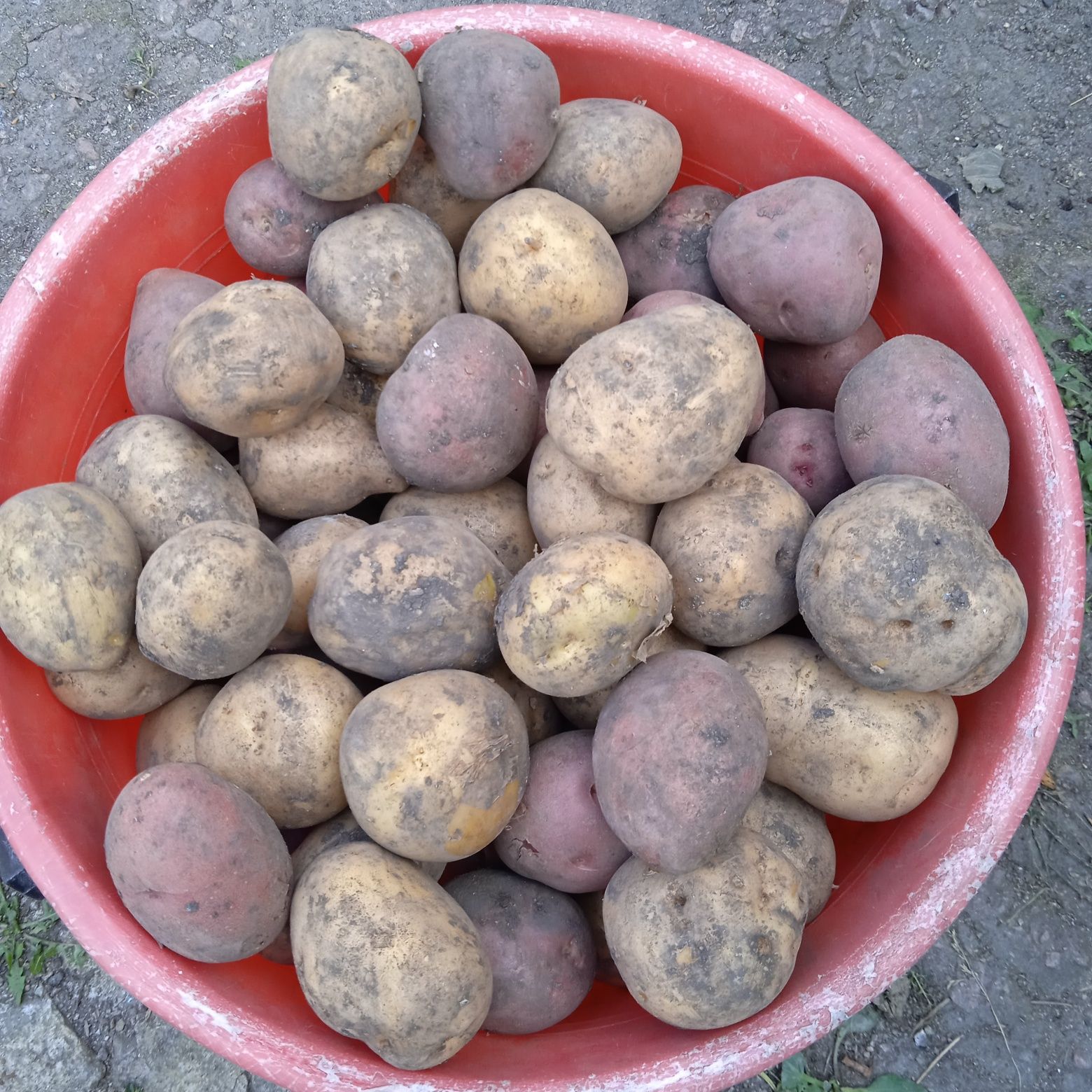 Продам мелкую картошку.