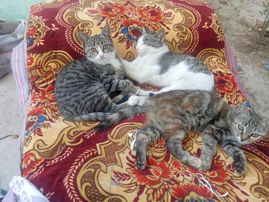 Отдам в хорошие руки бесплатно