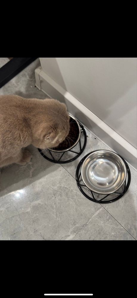 Британский скотиш фолд кошка