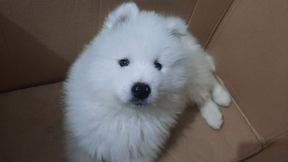 Samoyed băiețel rasa pura