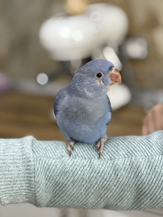 Papagali vorbitori micul alexandru puiuti blanzi micul alexander