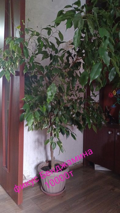 Продам комнатные растения