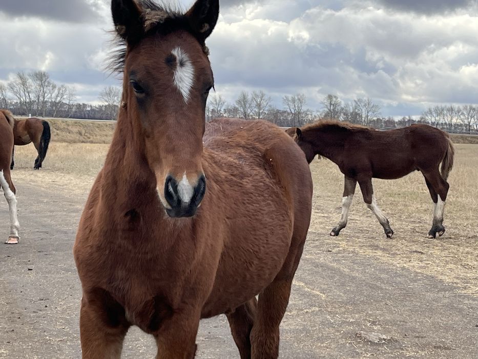 Продам жеребят!