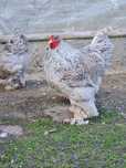 Oua brahma barat