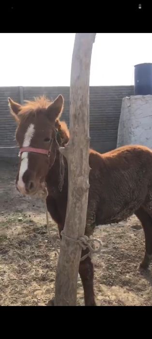 Жабағы сатылады срочно