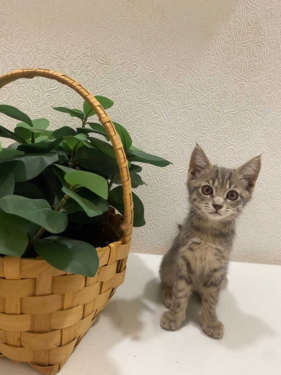 Котенок девочка.