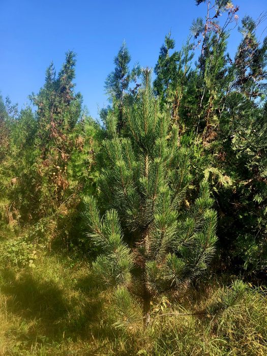 Сосна европейская в разных размерах