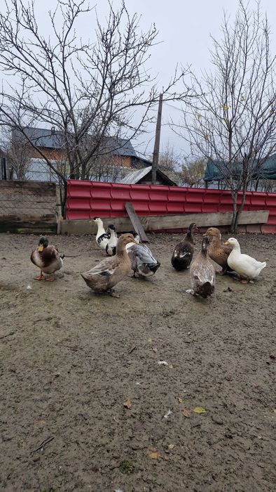 Gaste si rate de vanzare