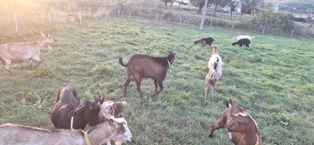 Vand sau schimb tapi din rasa alpin francez