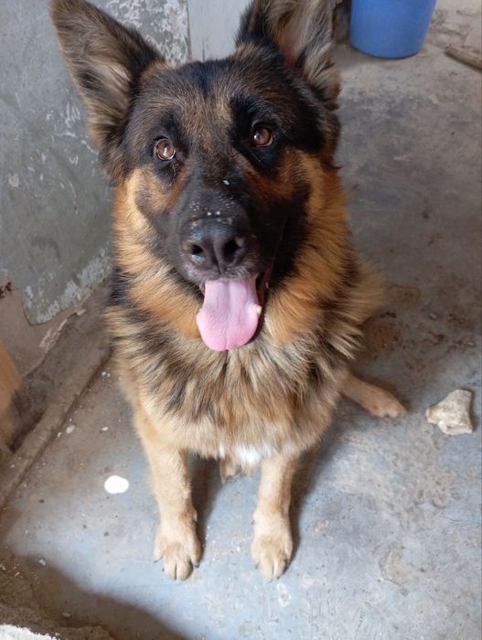 Продам щенков ВЕО (восточно европеской овчарки)