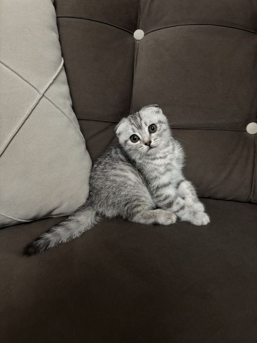 Котята Скоттиш фолд
