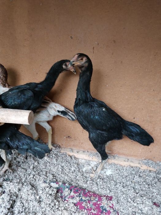 Makiyon tovuq shamo korea