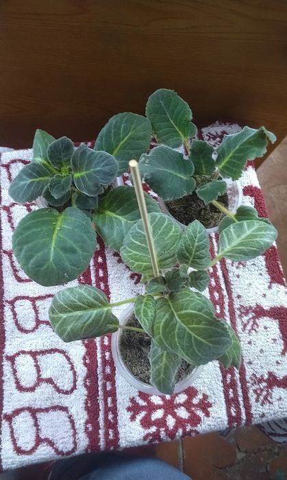 Продаются наборы Глоксиний