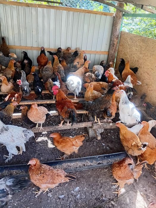 Продаю домашних курей.